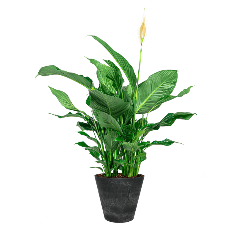 Spathiphyllum in Artstone Claire zwart