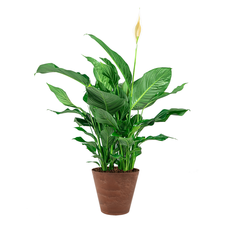 Spathiphyllum in Artstone Claire bruin