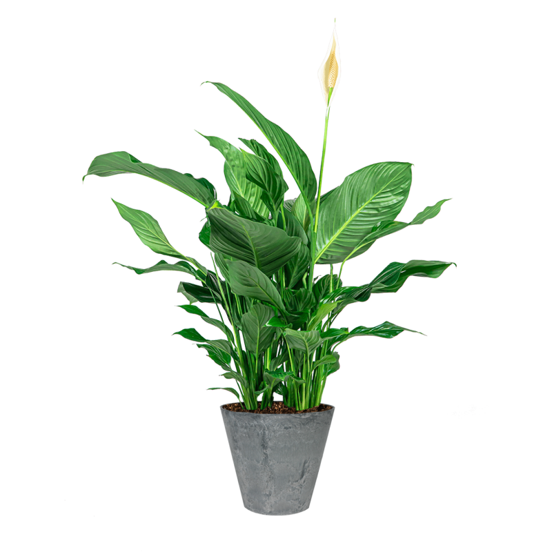 Spathiphyllum in Artstone Claire grijs