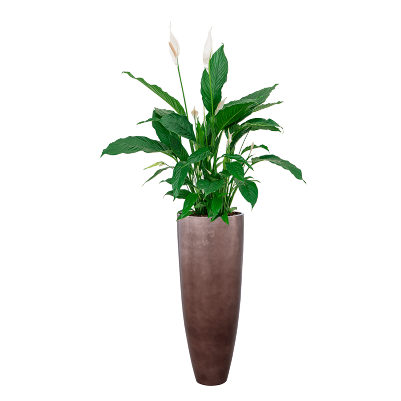 Spathiphyllum in Metallic Partner coffee