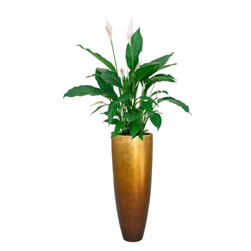 Spathiphyllum in Metallic Partner honey