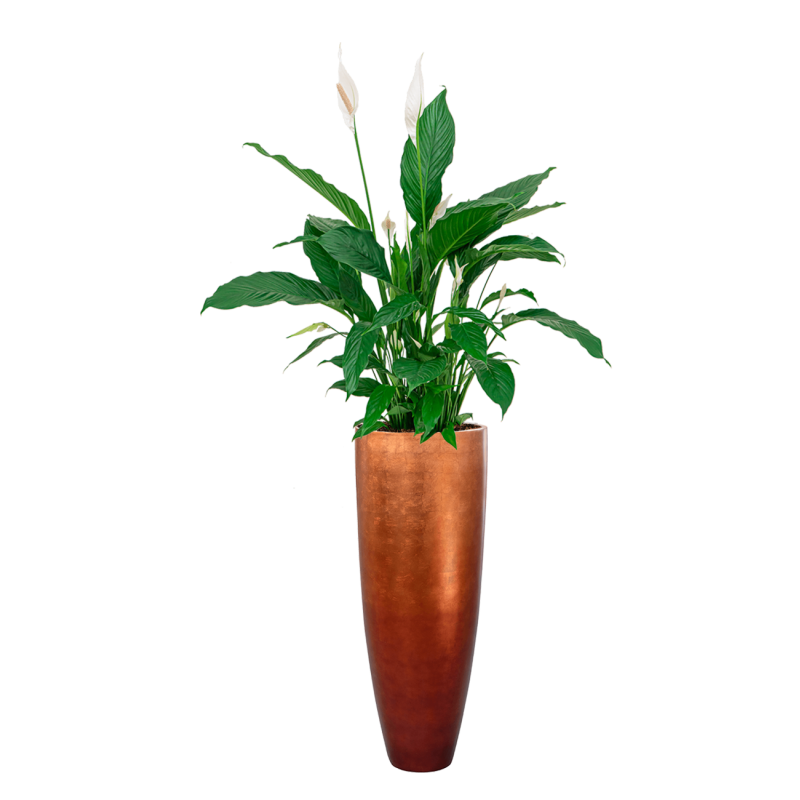 Spathiphyllum in Metallic Partner copper