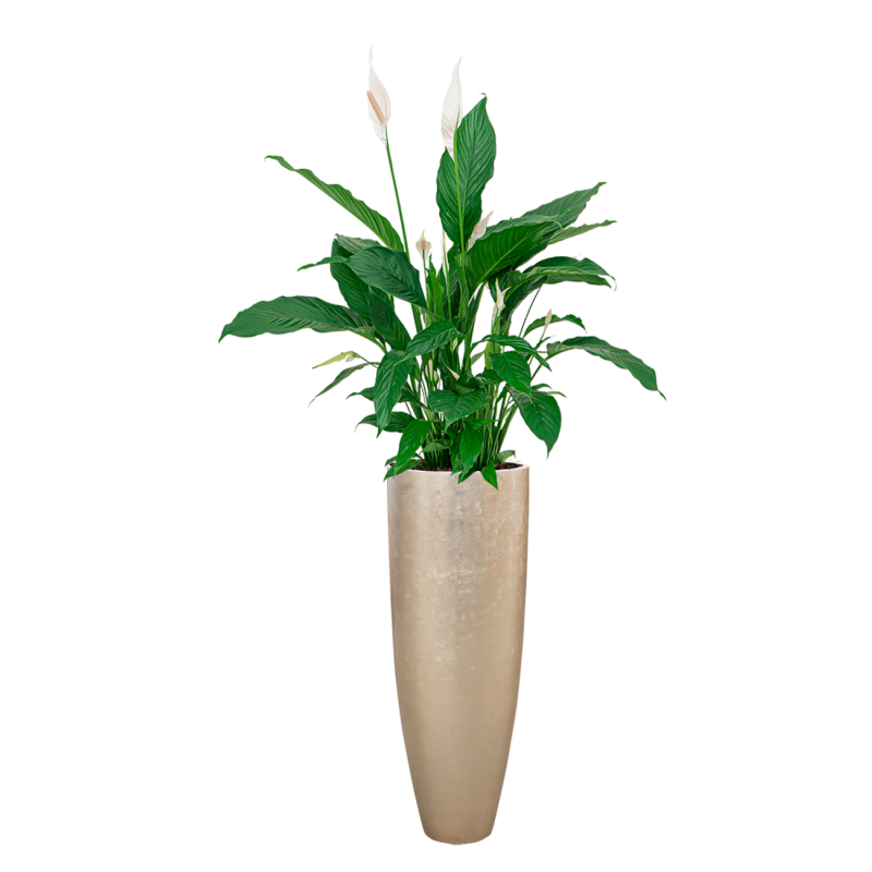 Spathiphyllum in Metallic Partner zilver