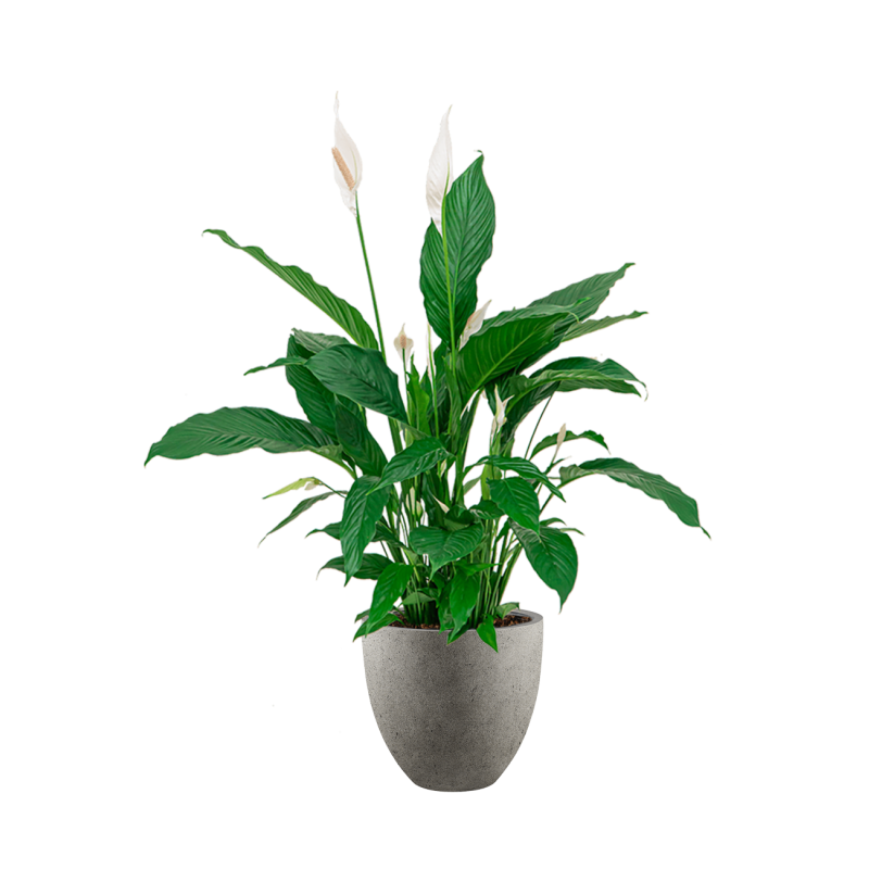 Spathiphyllum in Grigio Egg Concrete grijs