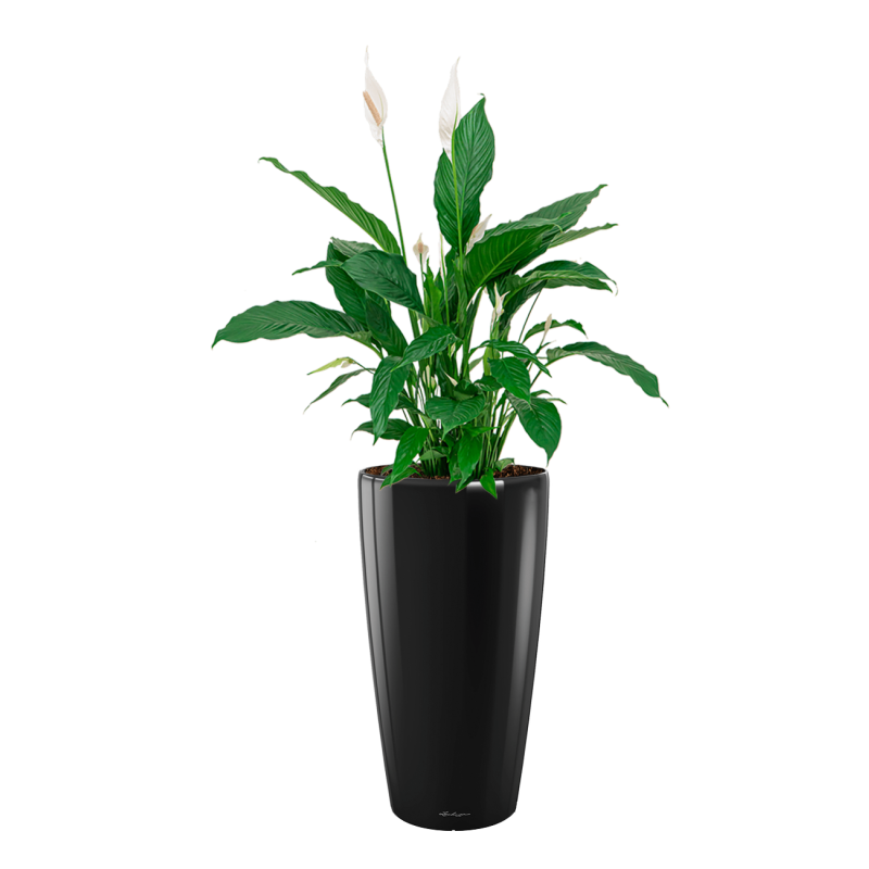 Spathiphyllum in watergevende Rondo zwart