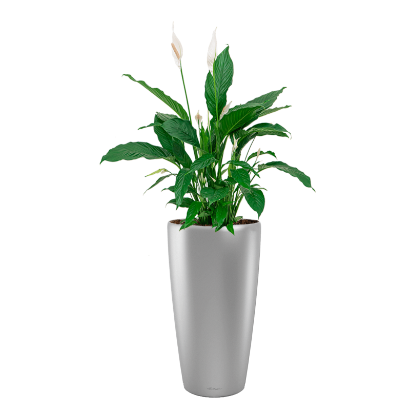 Spathiphyllum in watergevende Rondo zilver