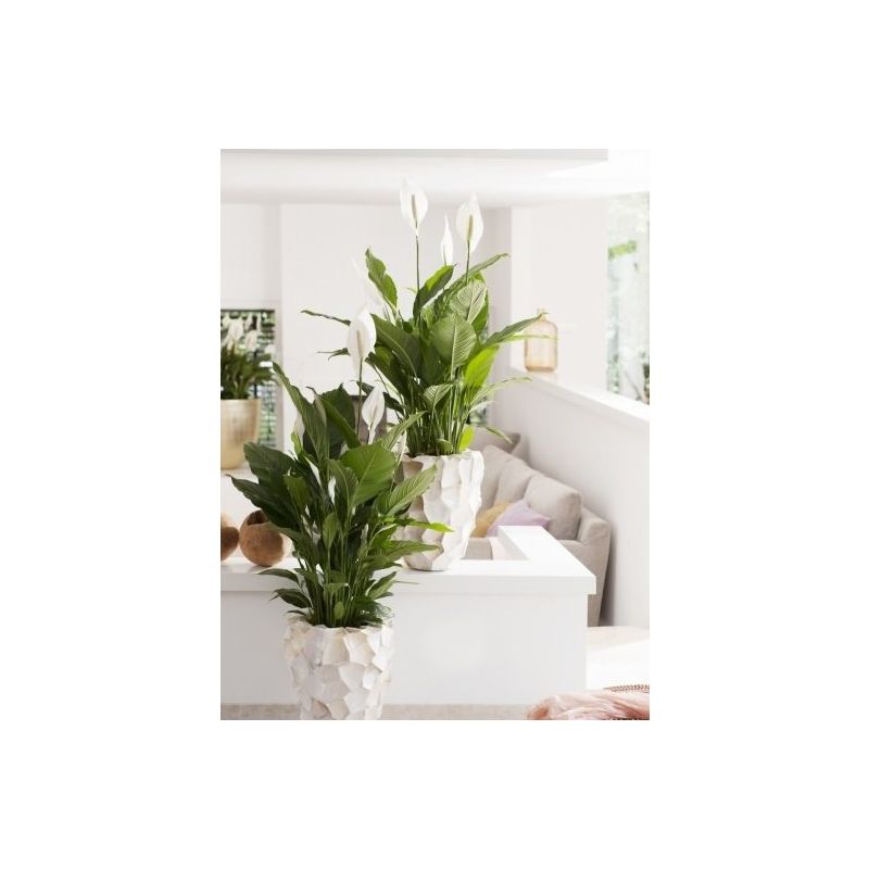 Spathiphyllum Hybriden