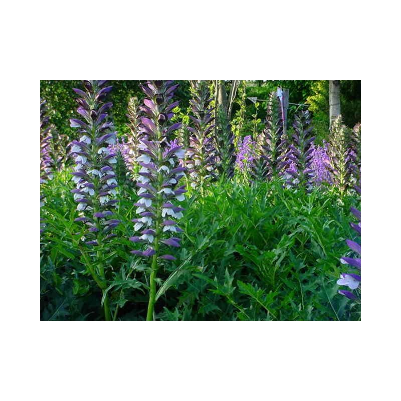 Acanthus spinosus - 6 stuks