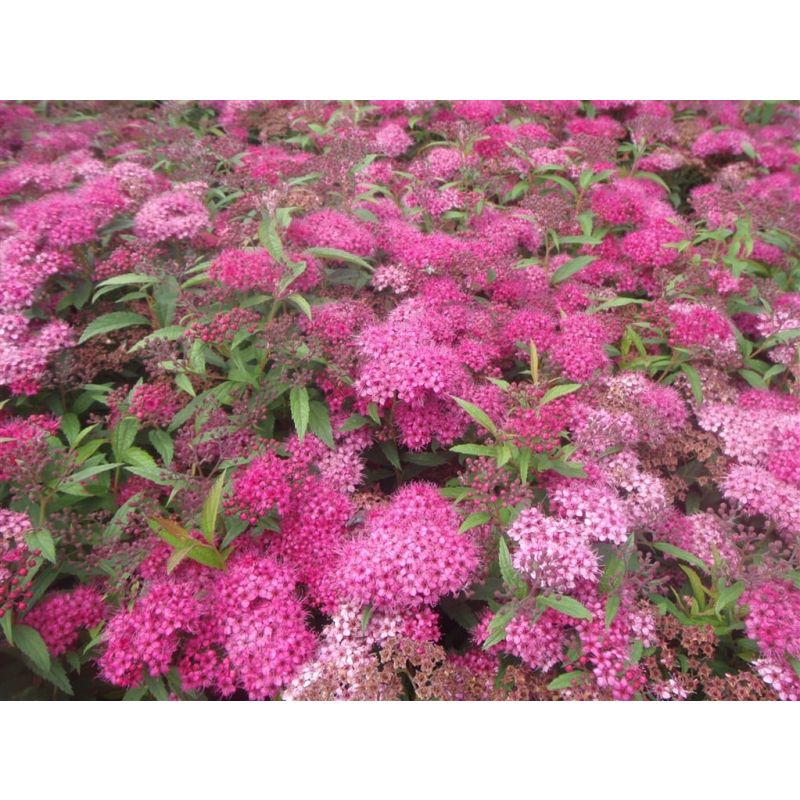 Spiraea japonica 'Anthony Waterer'