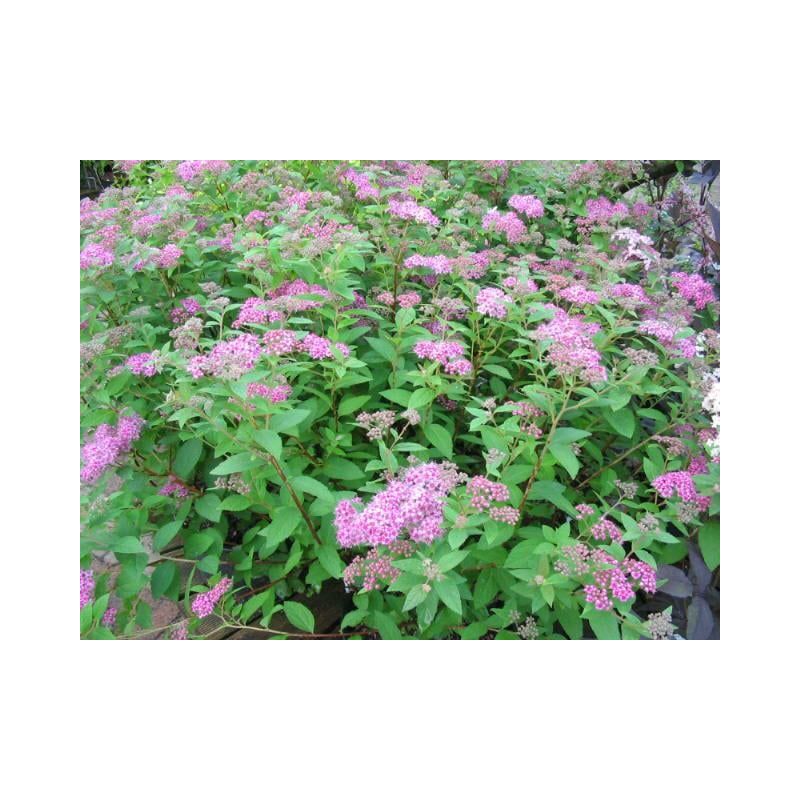 Spiraea japonica 'Manon'