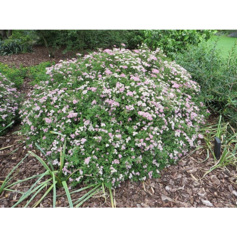 Spiraea japonica 'Little Princess'