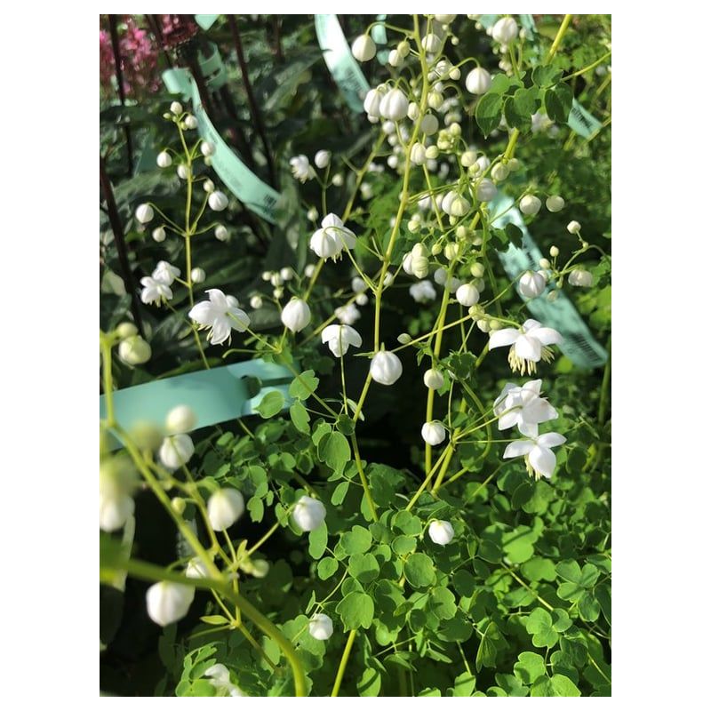 Thalictrum Splendide White - 6 stuks