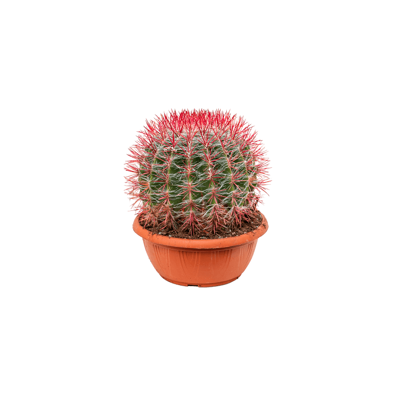 Ferocactus stainesii