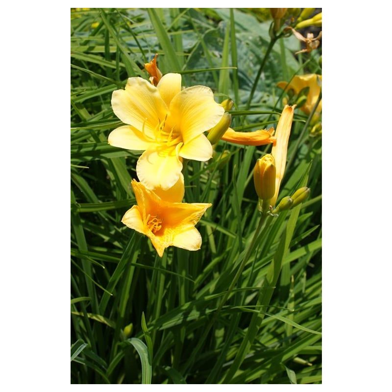 Hemerocallis Stella de Oro - 6 stuks