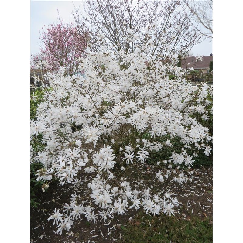 Magnolia stellata