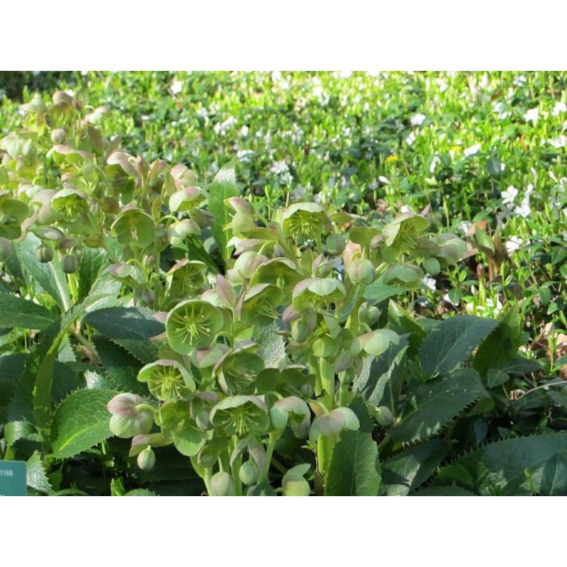 Helleborus sternii - 6 stuks