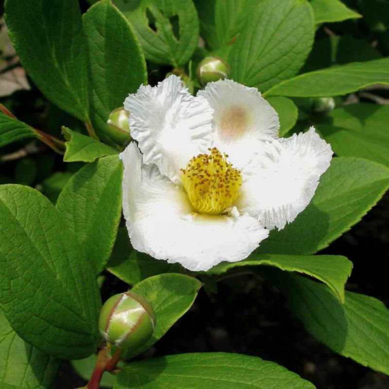 Stewartia pseudocamellia