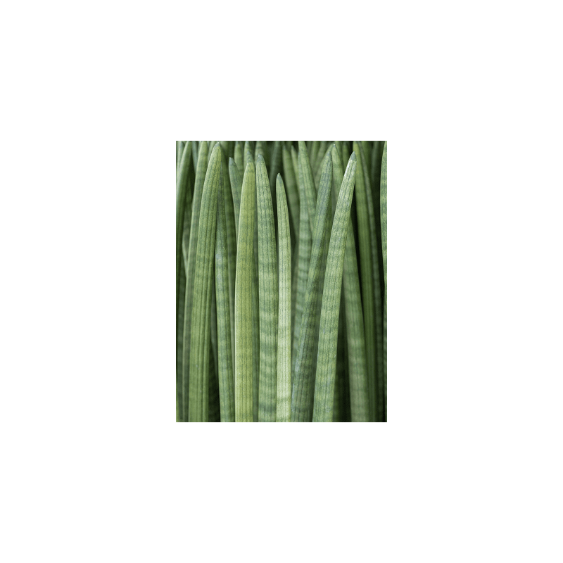 Sansevieria cylindrica Straight