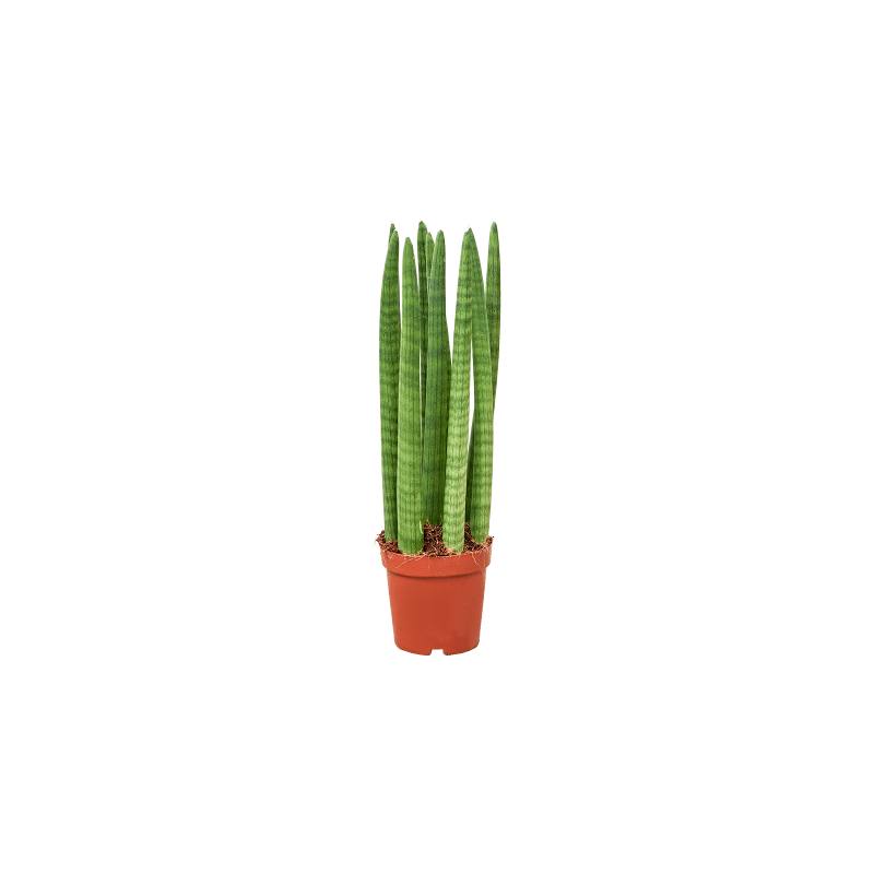 Sansevieria cylindrica Straight