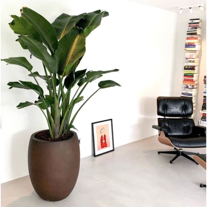 Strelitzia Nicolai in Grigio Tall Balloon Concrete bruin