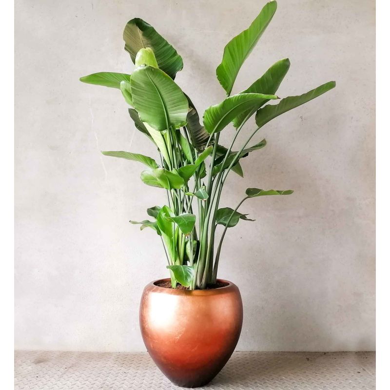 Strelitzia Nicolai in Metallic Couple copper