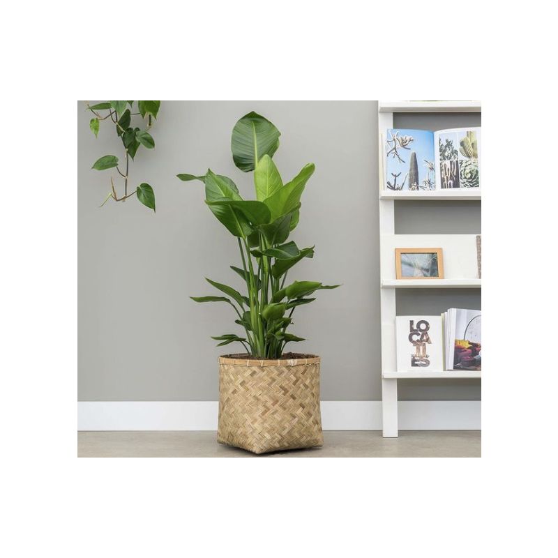 Strelitzia Nicolai large in Bohemian Bamboo Zayn