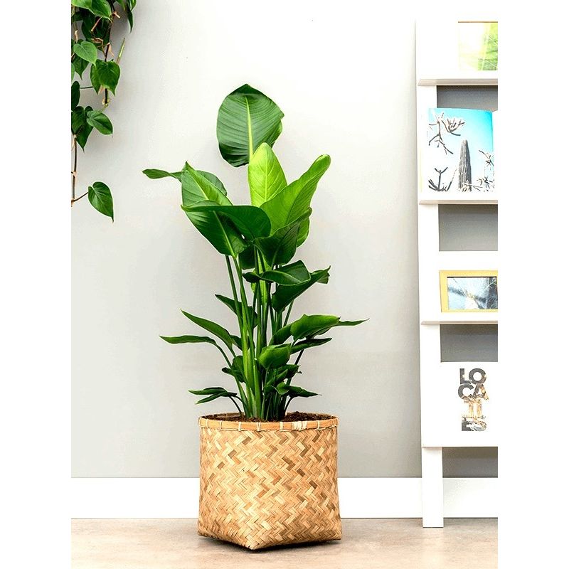 Strelitzia Nicolai in Bohemian Bamboo Zayn