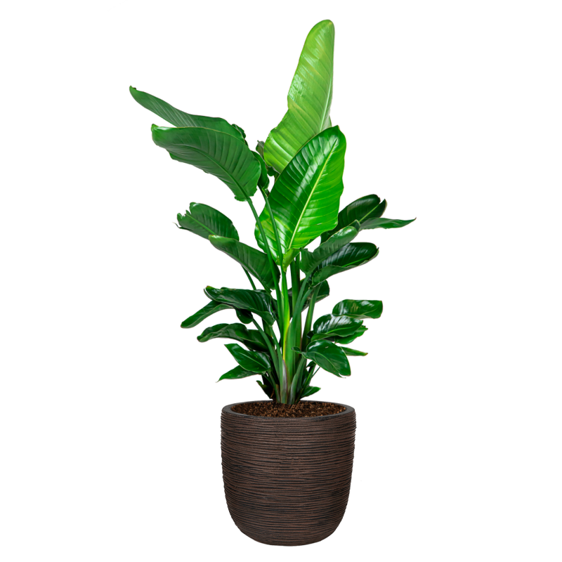 Strelitzia Nicolai Nature Rib Egg Planter bruin