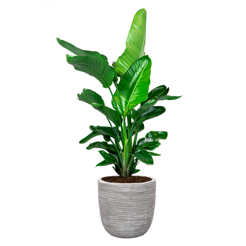 Strelitzia Nicolai in Nature Row Egg Planter wit