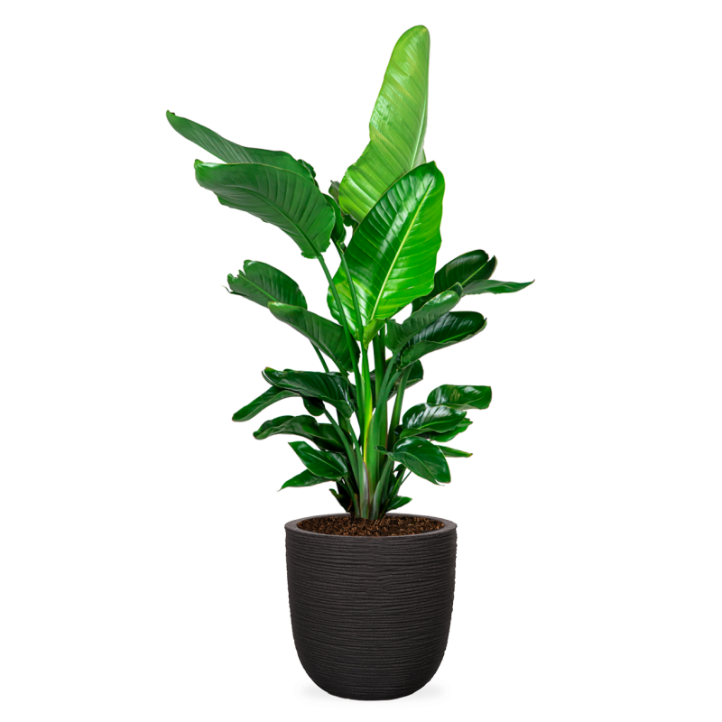 Strelitzia Nicolai Nature Rib Egg Planter zwart