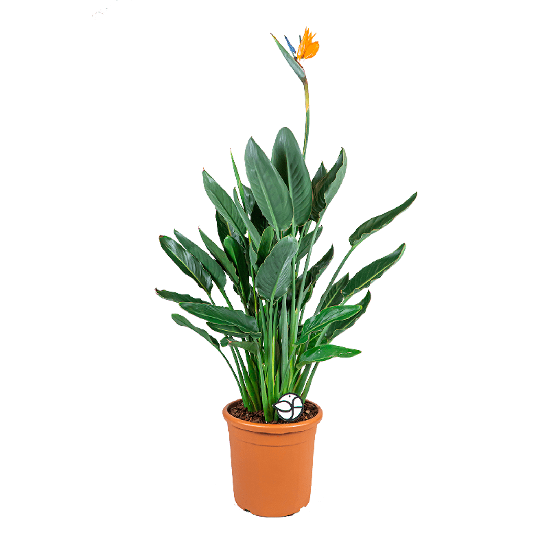 Strelitzia Reginae