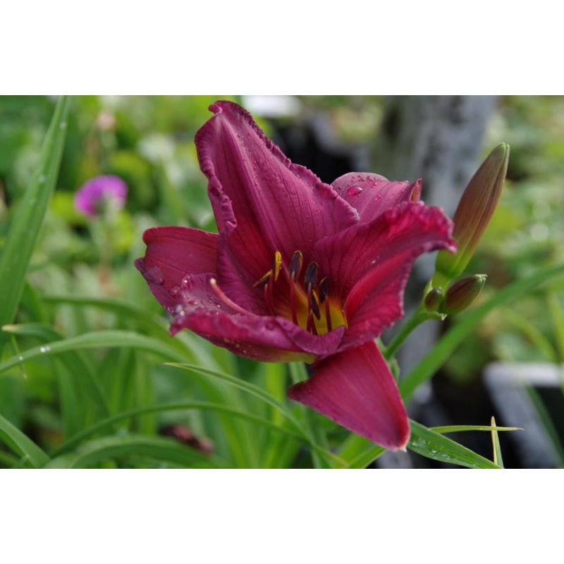 Hemerocallis Summer Wine - 6 stuks