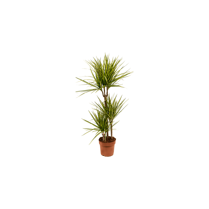 Dracaena Marginata Sunray 3-stam