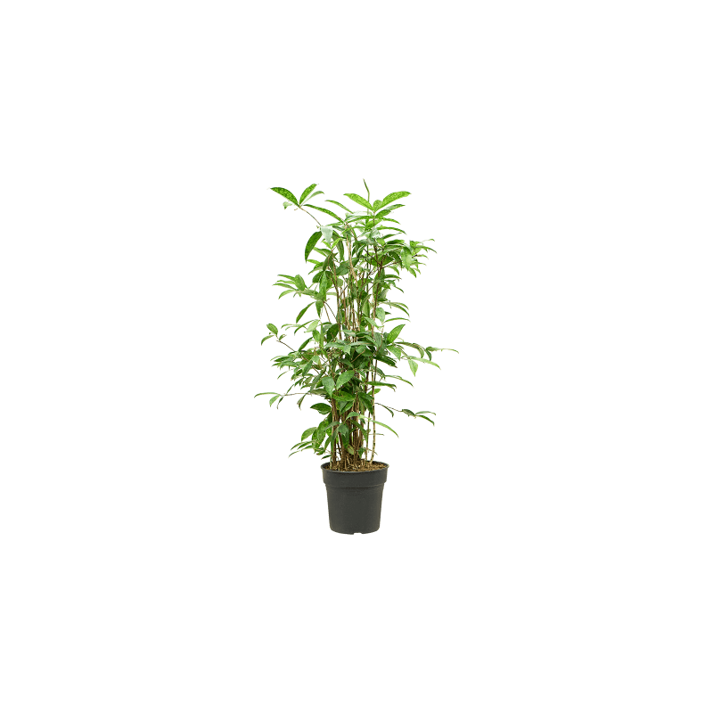 Dracaena Surculosa vertakt