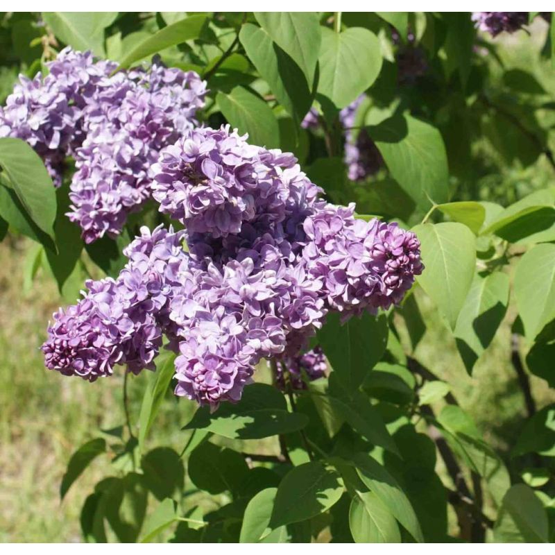 Syringa Katherine Havemeyer