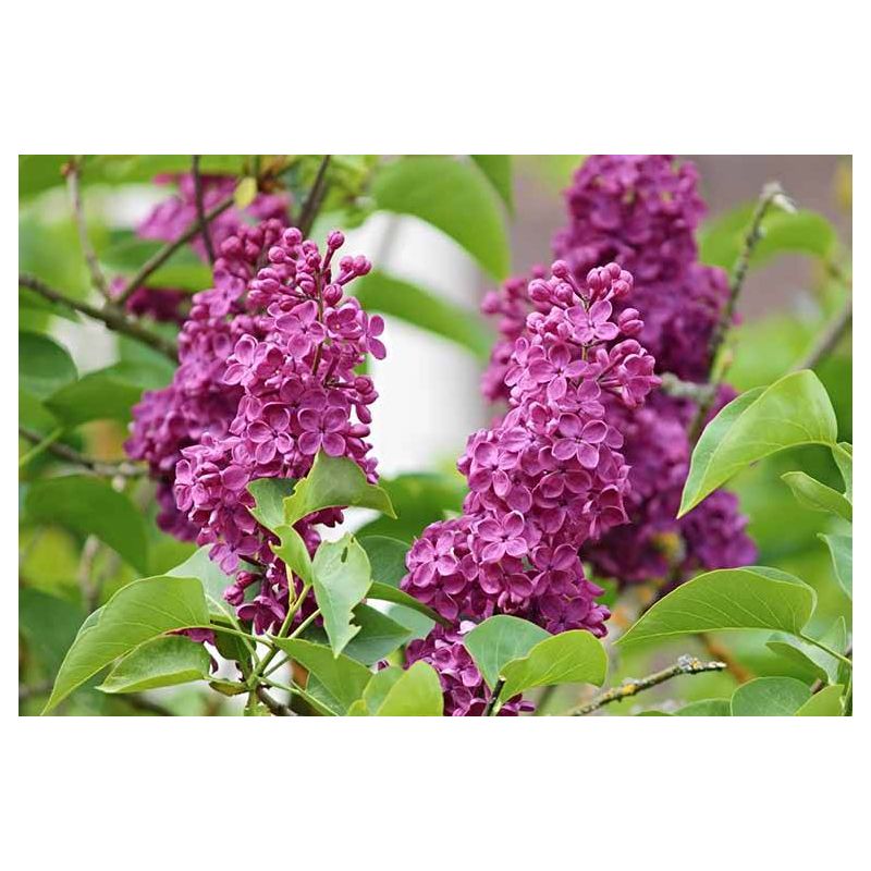 Syringa Andenken an Ludwig Spath