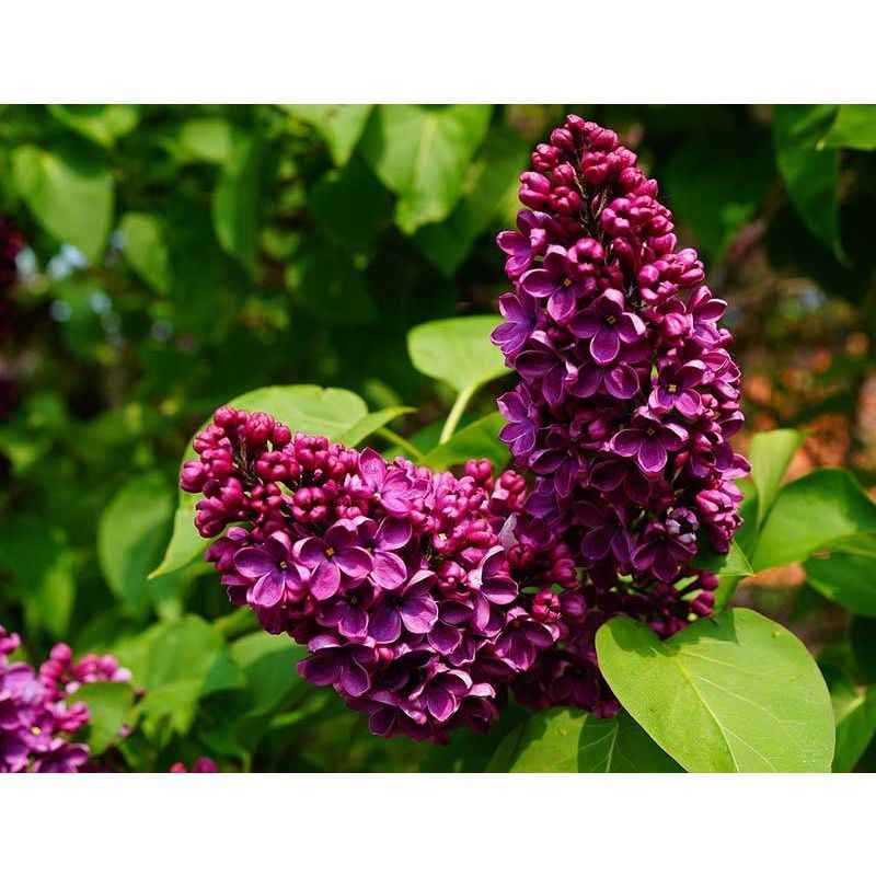 Syringa Charles Joly