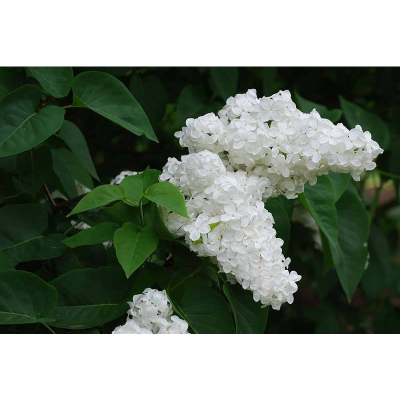 Syringa Mme Lemoine