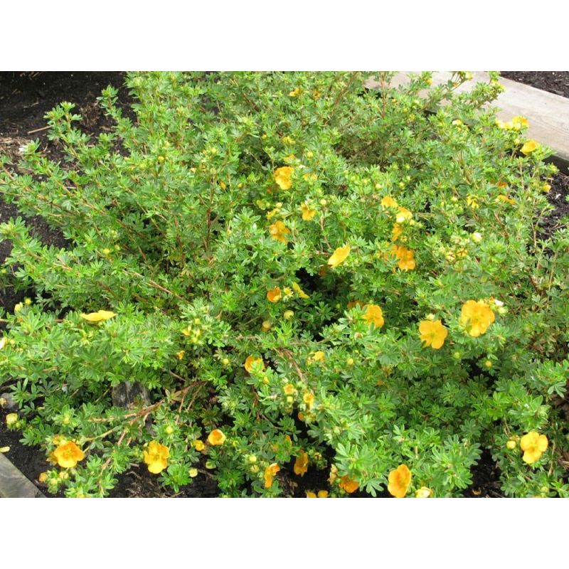 Potentilla Tangerine - 6 stuks