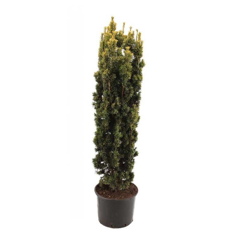 Taxus Fastigiata Aurea