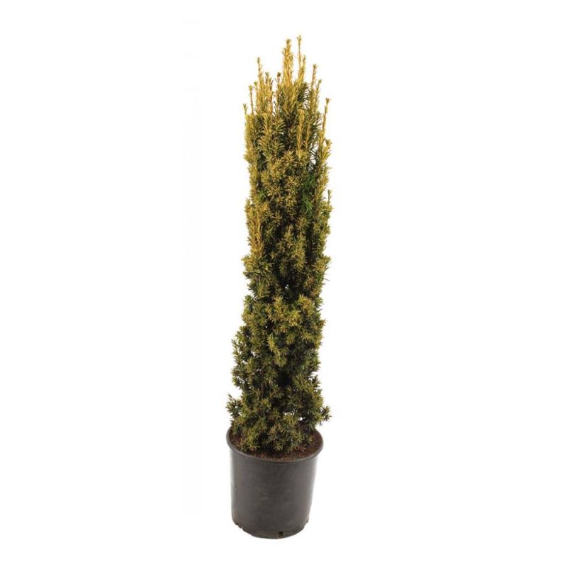 Taxus Fastigiata Aurea