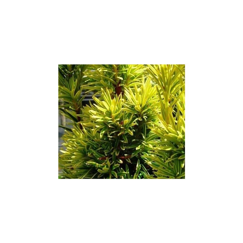 Taxus Fastigiata Aurea