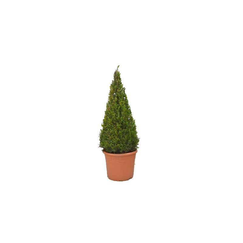 Taxus - piramidevorm