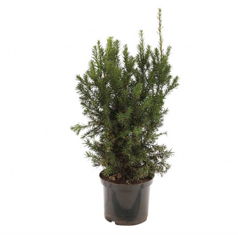 Taxus Hicksii