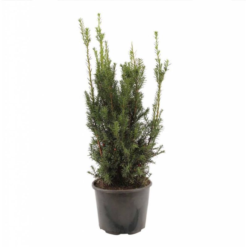 Taxus Hicksii