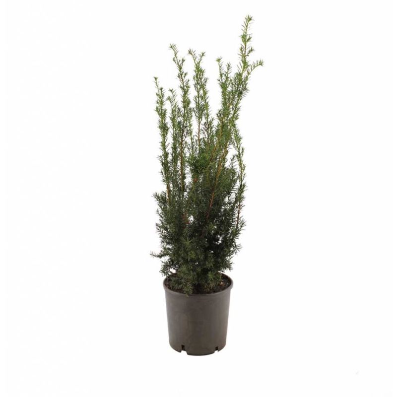 Taxus Hicksii