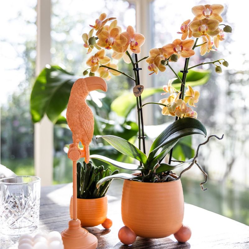 Orchidee in Teddybear oranje