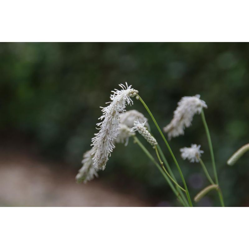 Sanguisorba Alba - 6 stuks