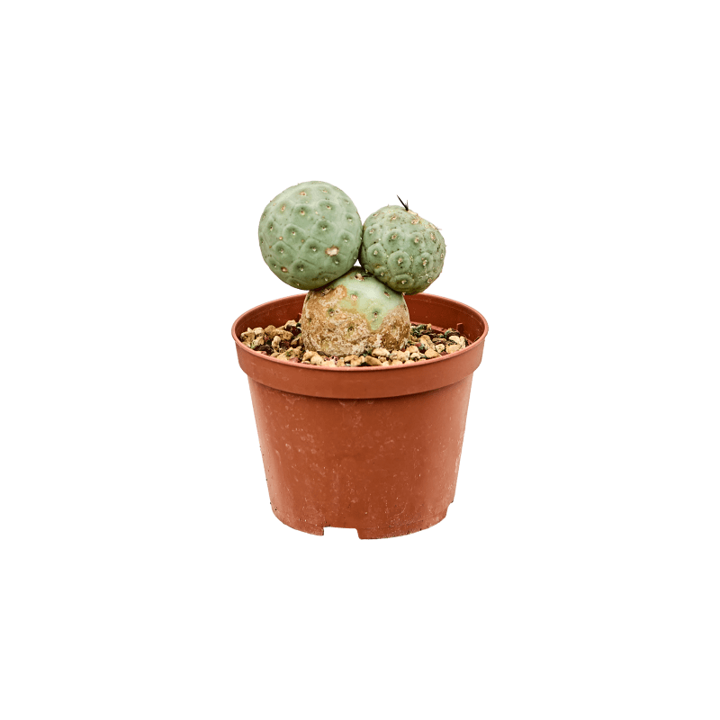 Tephrocactus geometricus