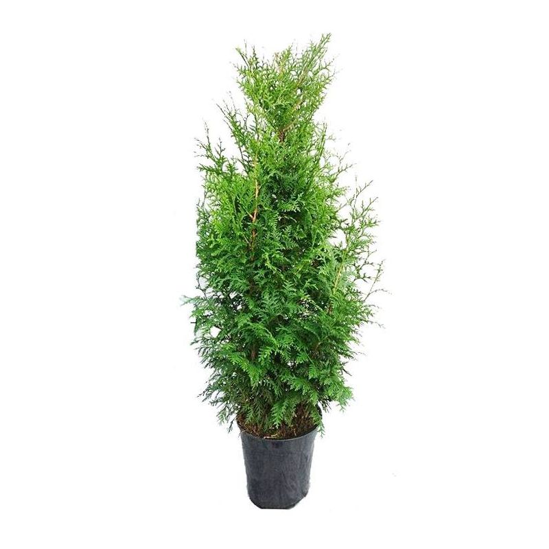 Thuja Gelderland